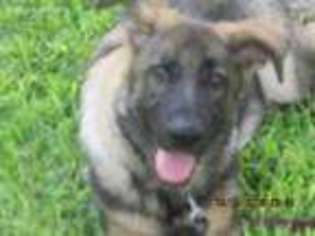 German Shepherd Dog Puppy for sale in Poolville, TX, USA
