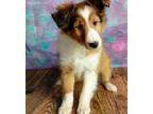 Shetland Sheepdog Puppy for sale in Canton, OH, USA