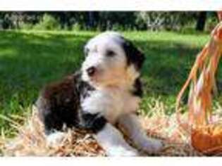 Old English Sheepdog Puppy for sale in Bartow, FL, USA