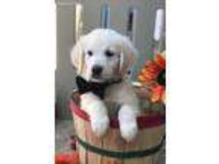 Golden Retriever Puppy for sale in Dexter, MO, USA
