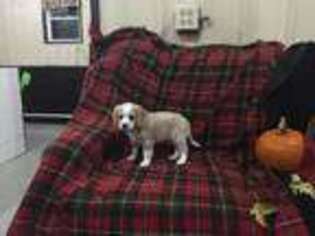 Cavachon Puppy for sale in Fennimore, WI, USA