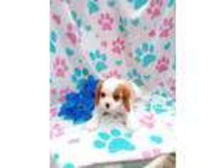 Cavalier King Charles Spaniel Puppy for sale in Dunbar, PA, USA