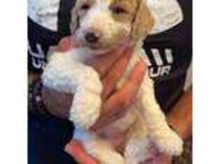 Goldendoodle Puppy for sale in Apopka, FL, USA