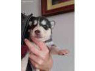 Mutt Puppy for sale in Suffolk, VA, USA