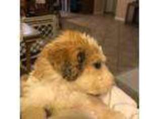 Mutt Puppy for sale in Wilton, CA, USA