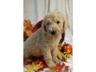Labradoodle Puppy for sale in MILLERSBURG, PA, USA