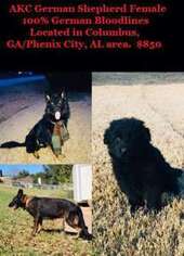 German Shepherd Dog Puppy for sale in Phenix City, AL, USA