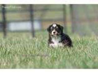 Australian Shepherd Puppy for sale in Ashland, OH, USA