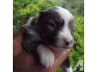 Miniature Australian Shepherd Puppy for sale in CALISTOGA, CA, USA