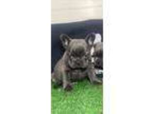French Bulldog Puppy for sale in Uniondale, NY, USA