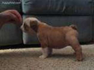 Bulldog Puppy for sale in Gaines, MI, USA