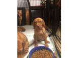 Vizsla Puppy for sale in Jamestown, ND, USA