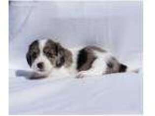 Dachshund Puppy for sale in Saint John, KS, USA