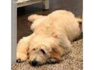 Goldendoodle Puppy for sale in Shepherdsville, KY, USA