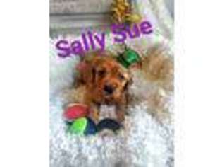 Cavapoo Puppy for sale in Mount Pleasant, IA, USA