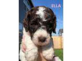 Labradoodle Puppy for sale in Vancouver, WA, USA