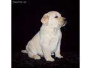 Labrador Retriever Puppy for sale in Rolla, MO, USA