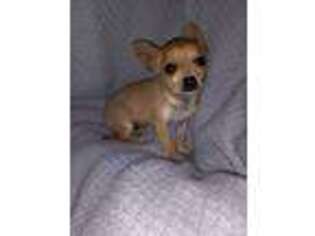 Chihuahua Puppy for sale in Rutherfordton, NC, USA
