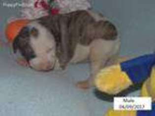 Medium Photo #1 Whippet Puppy For Sale in Winnsboro, TX, USA