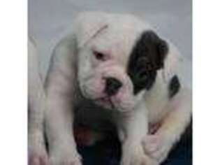 Bulldog Puppy for sale in Stone Mountain, GA, USA