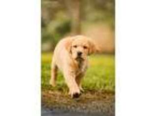 Labrador Retriever Puppy for sale in Milton Freewater, OR, USA