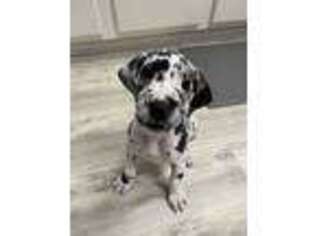Great Dane Puppy for sale in Niceville, FL, USA