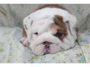 Bulldog Puppy for sale in Wallingford, KY, USA