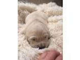 Golden Retriever Puppy for sale in Avoca, MI, USA
