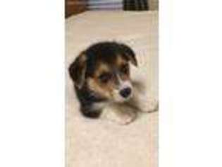 Pembroke Welsh Corgi Puppy for sale in Lorena, TX, USA