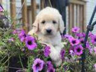 Saint Berdoodle Puppy for sale in Williamstown, KY, USA