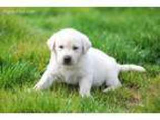 Labrador Retriever Puppy for sale in Buckeye, AZ, USA