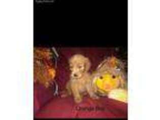 Goldendoodle Puppy for sale in Plaucheville, LA, USA