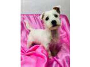 West Highland White Terrier Puppy for sale in Miami, FL, USA