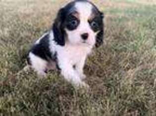 Cavalier King Charles Spaniel Puppy for sale in Arthur, IL, USA