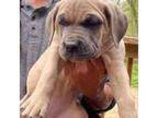 Cane Corso Puppy for sale in Newfield, NJ, USA