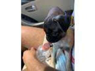 Pug Puppy for sale in Philadelphia, PA, USA