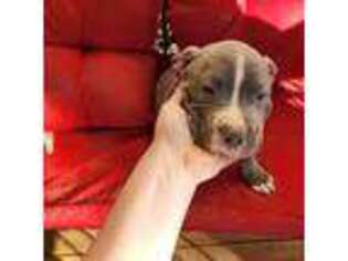 Mutt Puppy for sale in Cleveland, TN, USA