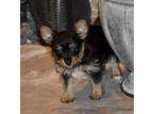 Chorkie Puppy for sale in Greensboro, NC, USA