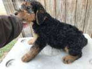 Airedale Terrier Puppy for sale in Glasco, KS, USA