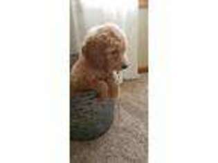 Goldendoodle Puppy for sale in Wrenshall, MN, USA