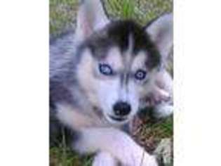 Siberian Husky Puppy for sale in HILLSBORO, MO, USA