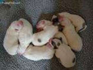 Great Pyrenees Puppy for sale in Mikado, MI, USA