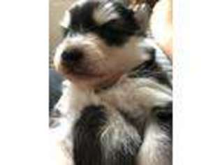 Mutt Puppy for sale in Hudson, MA, USA