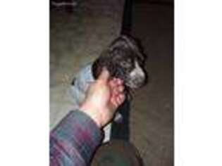 German Shorthaired Pointer Puppy for sale in Latrobe, PA, USA