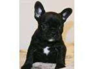 French Bulldog Puppy for sale in Washougal, WA, USA