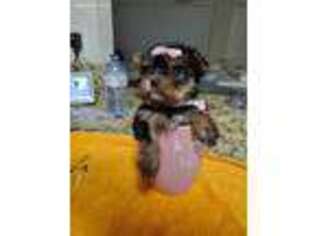 Yorkshire Terrier Puppy for sale in Boynton Beach, FL, USA