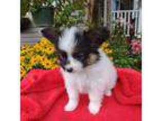Papillon Puppy for sale in Jamestown, NY, USA