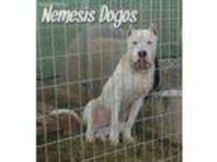 Dogo Argentino Puppy for sale in Saint Louis, MO, USA