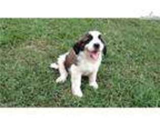 Saint Bernard Puppy for sale in Danville, VA, USA