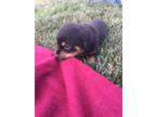 Rottweiler Puppy for sale in Bryant, IL, USA
